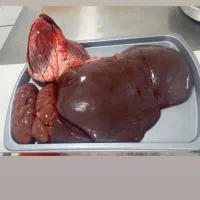 توزیع و پخش گوشت گرم گوساله نر|عمدهفروشی|شیراز, احمدآباد|دیوار