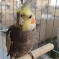 عروس هلندی گمشده|حیوانات|کرمانشاه, |دیوار