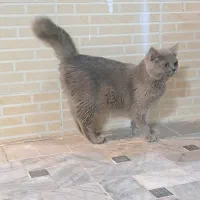گربه پرشین