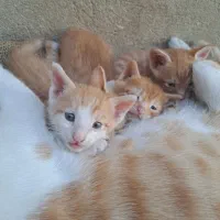 واگذاری بچه گربه نارنجی|گربه|ایلام, |دیوار