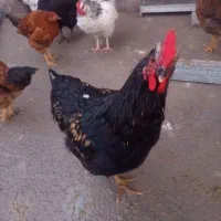 خروس مشکی محلی