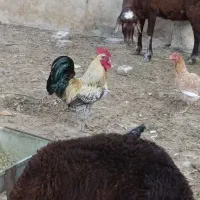 خروس محلی