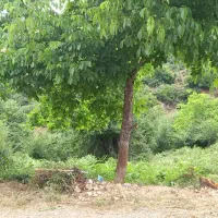 فروش زمین با قابلیت ساخت داخل بافت کاربری مسکونی|فروش زمین و ملک کلنگی|کیاسر, |دیوار