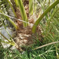 پاجوش نخل برهی