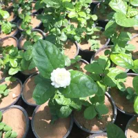 تولید وفروش خرده وعمده انواع گل حیاطی|گل و گیاه طبیعی|جهرم, |دیوار