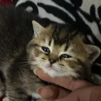 گربه بریتیش|گربه|آبادان, |دیوار