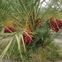 فروش انواع پاجوش نخل وانواع نهال مرکبات