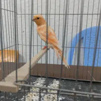 قناری|پرنده|سبزوار, طبرسی (جعفرآباد)|دیوار