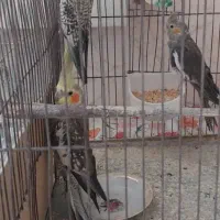 عروس هلندی جوجه مناسب آموزش|پرنده|اصفهان, پوریای ولی|دیوار