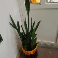 گل سنسوریا بزرگ