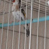 سهره ماده