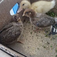 جوجه و اردک