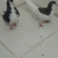 کفتر چپ شقه و خوشرنگ سیاه