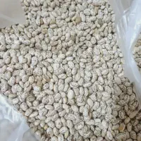 لوبیا چیتی ارتشی