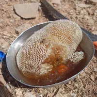 کوهی اصل