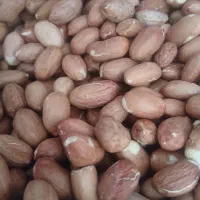 بادام زمینی