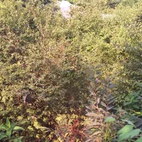 انجام علفتراشی و قطع درخت با دستگاه