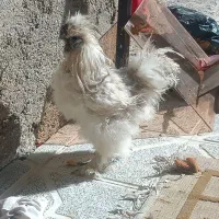 خروس پا پری|حیوانات مزرعه|مشهد, شهید آوینی|دیوار