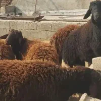 گوسفند زنده نر پر گوشت