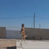 سگ مالینویز