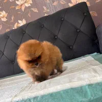 سگ فانتزی آپارتمانی|سگ|تهران, جمهوری|دیوار