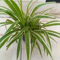 گل و گیاه آپارتمانی|گل و گیاه طبیعی|سلامی, |دیوار