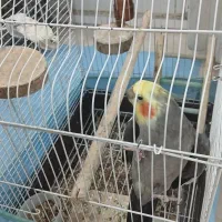 طوطی عروس سخن گو