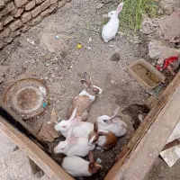 خرگوش