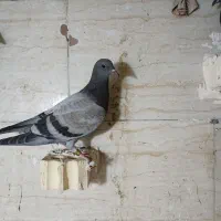 کفتر یا کبوتر پلاکی