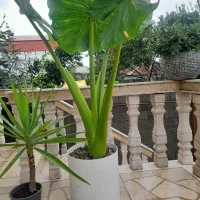 گل بابا ادم یا ارکتیوم
