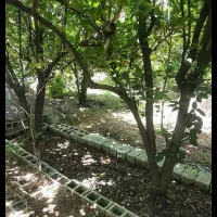 فروش باغ