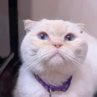 گربه نر اسکاتیش دبل فولد چاکلت پوینت