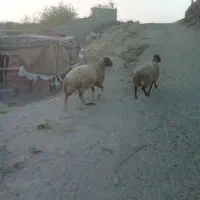 دوعدد گوشفند|حیوانات مزرعه|صالح آباد (ایلام), |دیوار