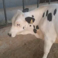 ده راس گوساله نر سیمینتال پای پروار