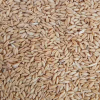 گندم|خدمات باغبانی و درختکاری|زنجانرود, |دیوار