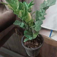 زاموفیلیا ابلق