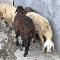 گوسفند