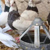 کبوتر طوقی