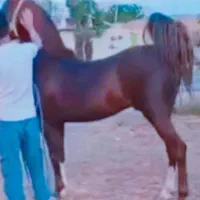 اسب نریان همه چی تمام