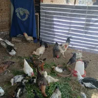 خروس محلی اصیل  مرغ لاری نژاد افغان|حیوانات مزرعه|محمدشهر, محمدشهر|دیوار