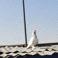 ۱۵تا کفتر جنس خوب