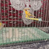 قناری نر ابلغ