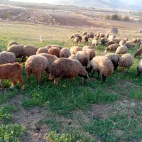 میش و بره|حیوانات مزرعه|دینور, |دیوار