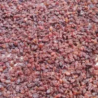 کشمش تازه و طبیعی  بار تاکستان محصول یکماه اخیر|خوردنی و آشامیدنی|اسلام‌شهر, شهرک سعیدیه|دیوار