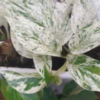 گل های زیبا|گل و گیاه طبیعی|آستارا, |دیوار