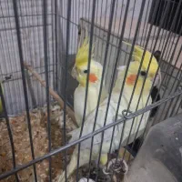 عروس هلندی لوتینو جفت