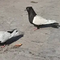 سینه ایی. کله ایی