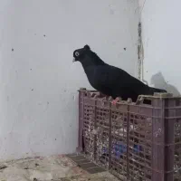 کفتر دم سفید وپرشی|پرنده|یزد, |دیوار