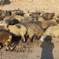 ۱۳۰ راس میش|حیوانات مزرعه|مرودشت, ژیان|دیوار