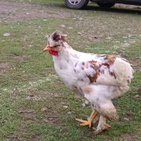 خروس کاکلی ۵ ماهه|حیوانات مزرعه|رشت, قاسمیه|دیوار